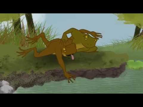 Talmud Bah Perspectives 1 - Abandon Ego: The Frog Hawk